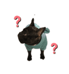 愛犬トラちゃん（個別スタンプ：4）