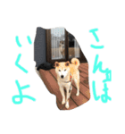 あたい8さい（個別スタンプ：1）