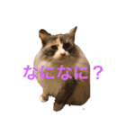 てぃー ＆ ぷー（個別スタンプ：6）