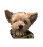 あずきちゃんパート1（個別スタンプ：1）