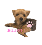 あずきちゃんパート1（個別スタンプ：3）