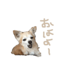 ココアとティノ（個別スタンプ：1）
