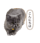 ドラ＆ドラミ（個別スタンプ：1）