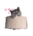 ドラ＆ドラミ（個別スタンプ：3）