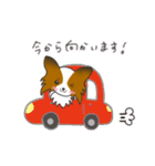 パピヨンのてまりちゃんイラストスタンプ（個別スタンプ：37）