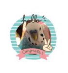 ワンワンと鳴くインコ（個別スタンプ：2）