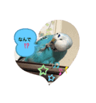 ワンワンと鳴くインコ（個別スタンプ：4）