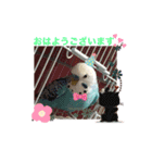 ワンワンと鳴くインコ（個別スタンプ：14）