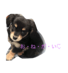 愛犬ちょたん（個別スタンプ：5）