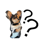 愛犬ちょたん（個別スタンプ：6）