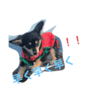 愛犬ちょたん（個別スタンプ：7）