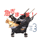 ダイパチ！と毛深い兄弟たち 2（個別スタンプ：4）