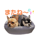 ダイパチ！と毛深い兄弟たち 2（個別スタンプ：5）