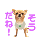 ダイパチ！と毛深い兄弟たち 2（個別スタンプ：12）
