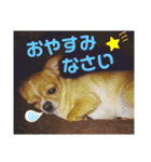 ダイパチ！と毛深い兄弟たち 2（個別スタンプ：20）