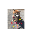 芝犬のはなちゃん（個別スタンプ：1）