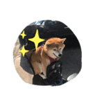 芝犬のはなちゃん（個別スタンプ：2）
