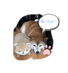 芝犬のはなちゃん（個別スタンプ：3）