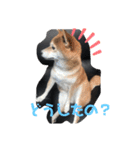 芝犬のはなちゃん（個別スタンプ：5）