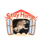 芝犬のはなちゃん（個別スタンプ：6）