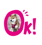 芝犬のはなちゃん（個別スタンプ：8）