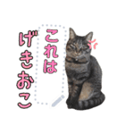 やまもと家のねこ（個別スタンプ：18）