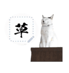 やまもと家のねこ（個別スタンプ：21）