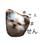 ラムテンチョコ時々姉弟（個別スタンプ：4）
