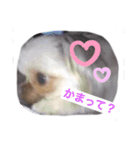 ラムテンチョコ時々姉弟（個別スタンプ：5）