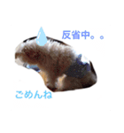 ラムテンチョコ時々姉弟（個別スタンプ：6）