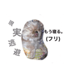 ラムテンチョコ時々姉弟（個別スタンプ：9）