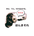 ラムテンチョコ時々姉弟（個別スタンプ：11）