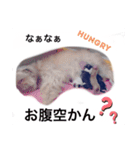 ラムテンチョコ時々姉弟（個別スタンプ：15）