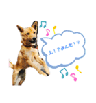 渡邉家の犬と猫とウサギでいっぱい（個別スタンプ：1）