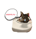 渡邉家の犬と猫とウサギでいっぱい（個別スタンプ：2）