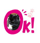渡邉家の犬と猫とウサギでいっぱい（個別スタンプ：3）
