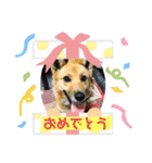 渡邉家の犬と猫とウサギでいっぱい（個別スタンプ：5）