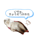 渡邉家の犬と猫とウサギでいっぱい（個別スタンプ：6）