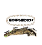 渡邉家の犬と猫とウサギでいっぱい（個別スタンプ：8）