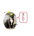渡邉家の犬と猫とウサギでいっぱい（個別スタンプ：10）