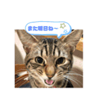 渡邉家の犬と猫とウサギでいっぱい（個別スタンプ：12）