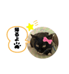 渡邉家の犬と猫とウサギでいっぱい（個別スタンプ：14）
