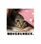 渡邉家の犬と猫とウサギでいっぱい（個別スタンプ：15）