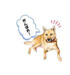 渡邉家の犬と猫とウサギでいっぱい（個別スタンプ：17）