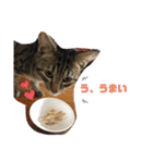 渡邉家の犬と猫とウサギでいっぱい（個別スタンプ：18）
