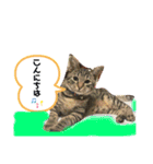 渡邉家の犬と猫とウサギでいっぱい（個別スタンプ：19）