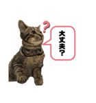 渡邉家の犬と猫とウサギでいっぱい（個別スタンプ：21）