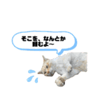渡邉家の犬と猫とウサギでいっぱい（個別スタンプ：23）
