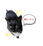 渡邉家の犬と猫とウサギでいっぱい（個別スタンプ：24）