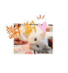 にゃんこ先輩（個別スタンプ：2）